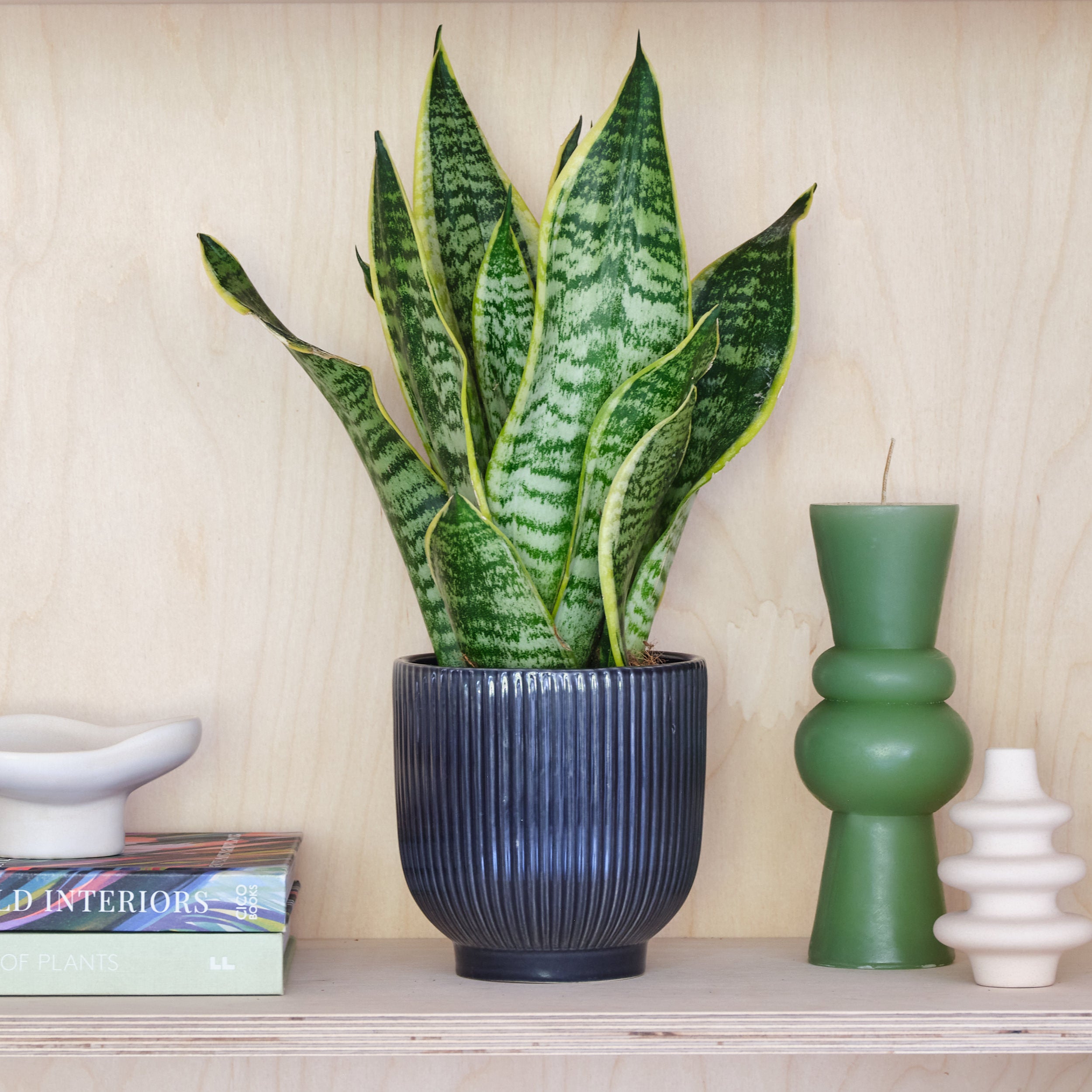 Snake House Plant In Ribbed Pot Ceramic Navy