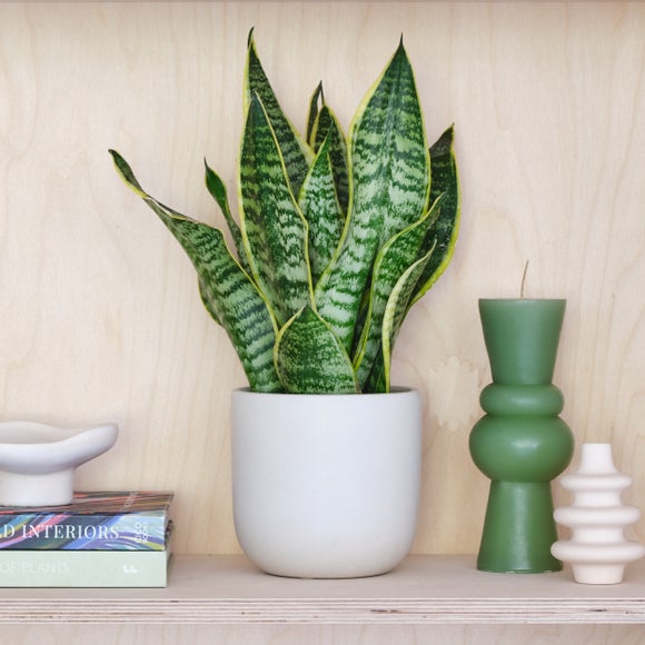 Snake House Plant In Earthenware Pot