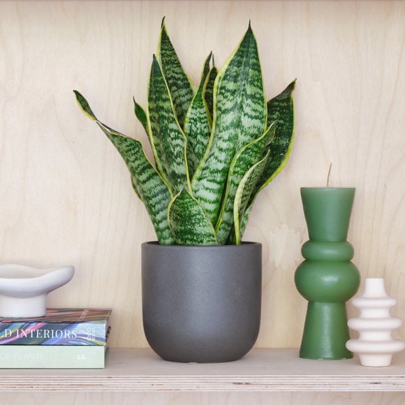 Snake House Plant In Earthenware Pot