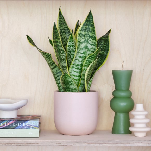 Snake House Plant In Earthenware Pot