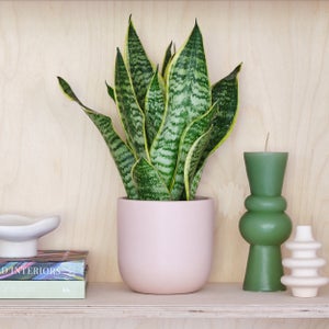 Snake House Plant In Earthenware Pot