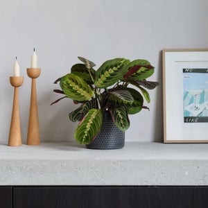 Prayer House Plant In Capri Pot