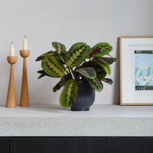 Prayer House Plant In Ribbed Pot