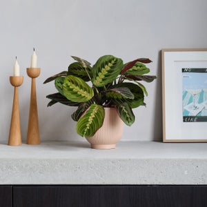 Prayer House Plant In Ribbed Pot