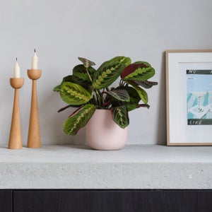 Prayer House Plant In Earthenware Pot
