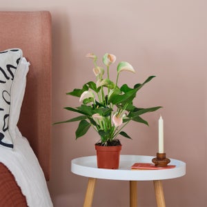 Peach Anthurium House Plant
