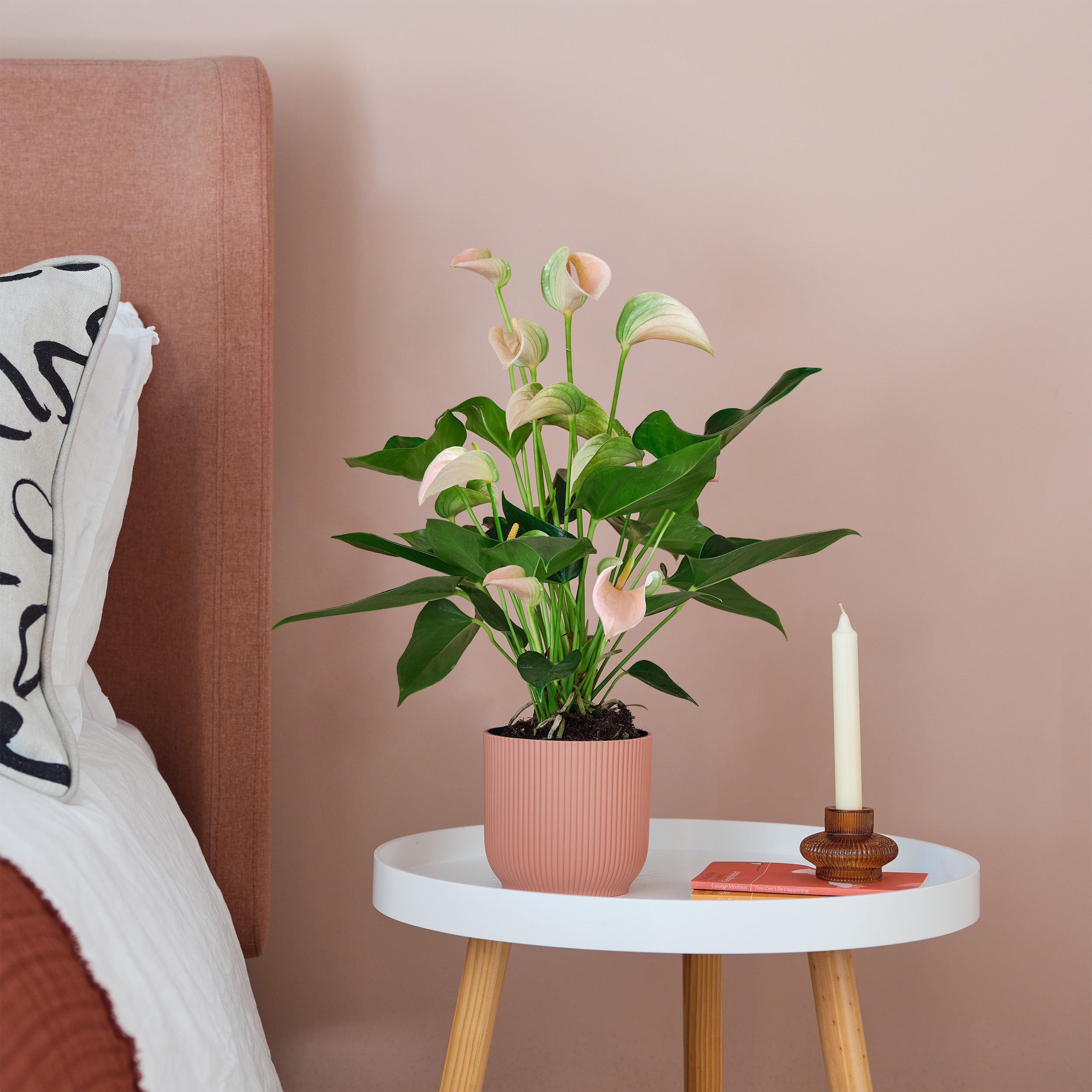 Peach Anthurium House Plant In Elho Pot Plastic Pink