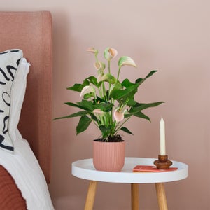 Peach Anthurium House Plant In Elho Pot