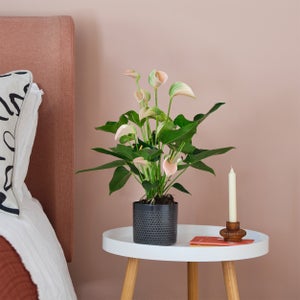 Peach Anthurium House Plant In Capri Pot