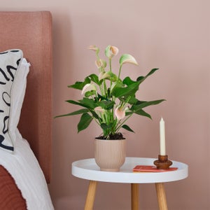 Peach Anthurium House Plant In Ribbed Pot
