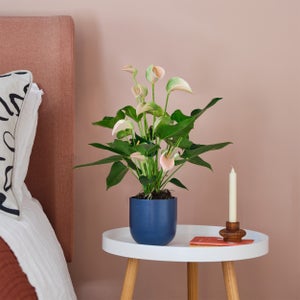 Peach Anthurium House Plant In Earthenware Pot