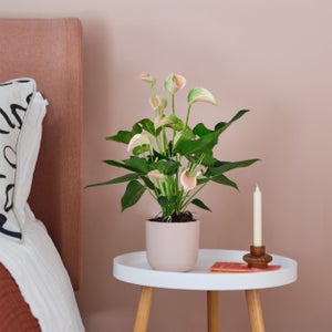 Peach Anthurium House Plant In Earthenware Pot