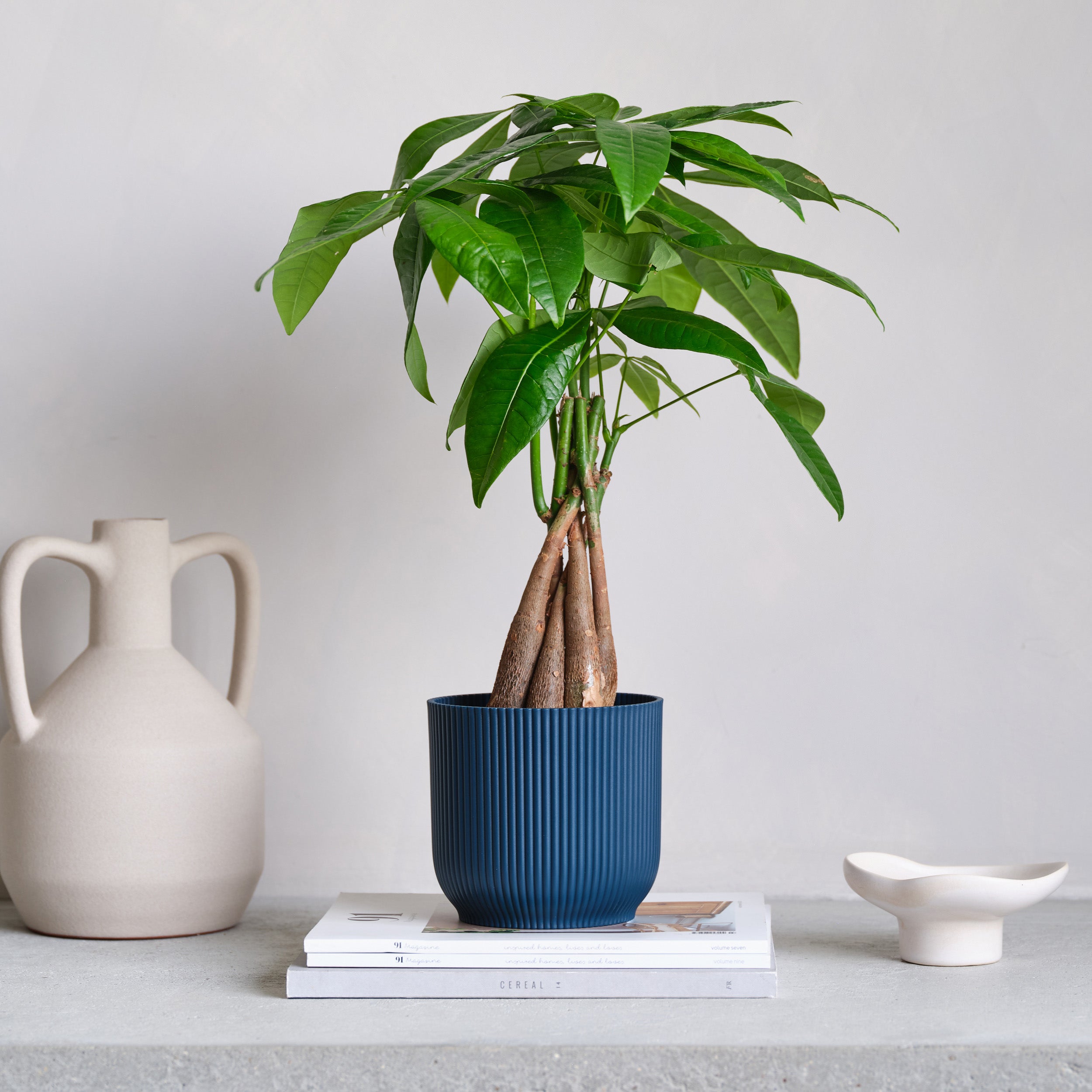 Money Tree House Plant In Elho Pot Plastic Navy