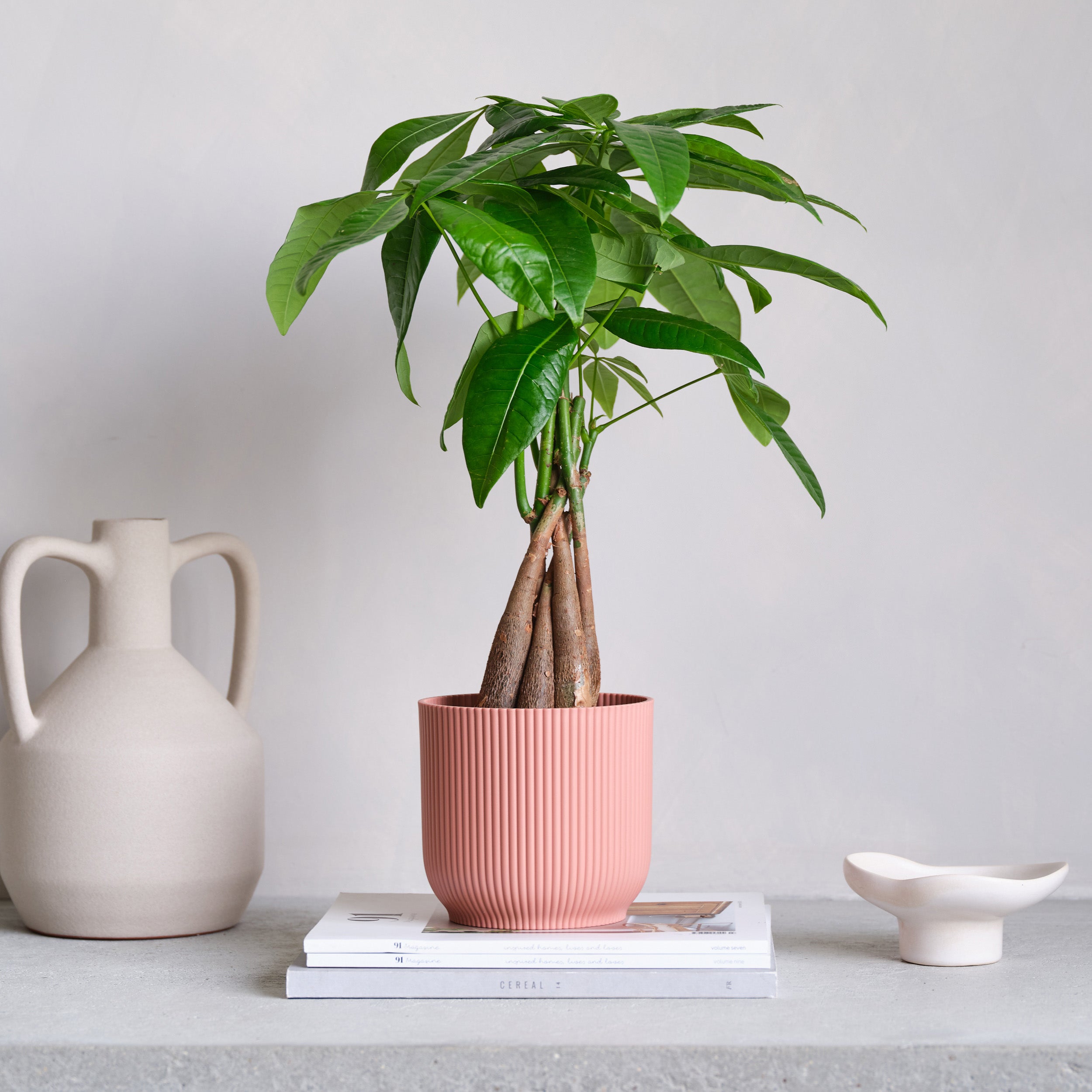 Money Tree House Plant In Elho Pot Plastic Pink