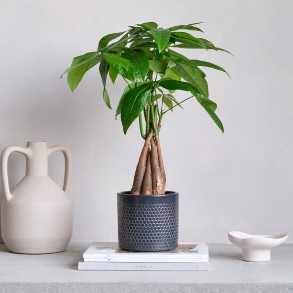 View Money Tree House Plant In Capri Pot View Money Tree House Plant In Capri Pot