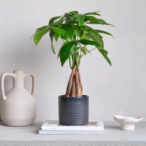 Money Tree House Plant In Capri Pot