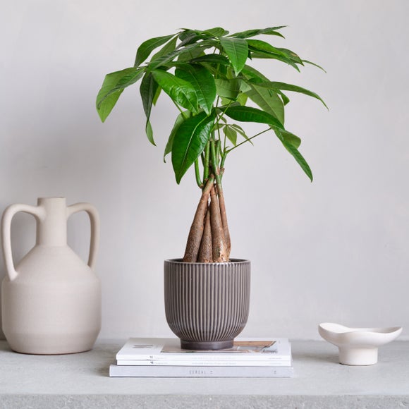 View Money Tree House Plant In Ribbed Pot View Money Tree House Plant In Ribbed Pot