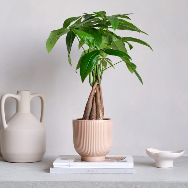 Money Tree House Plant in Ribbed Pot image 1 of 5