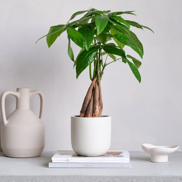 Money Tree House Plant in Earthenware Pot