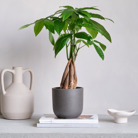 View Money Tree House Plant In Earthenware Pot View Money Tree House Plant In Earthenware Pot
