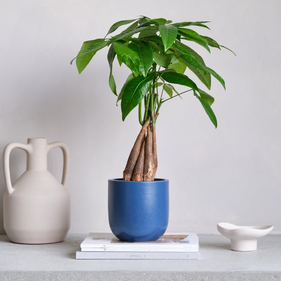 View Money Tree House Plant In Earthenware Pot View Money Tree House Plant In Earthenware Pot