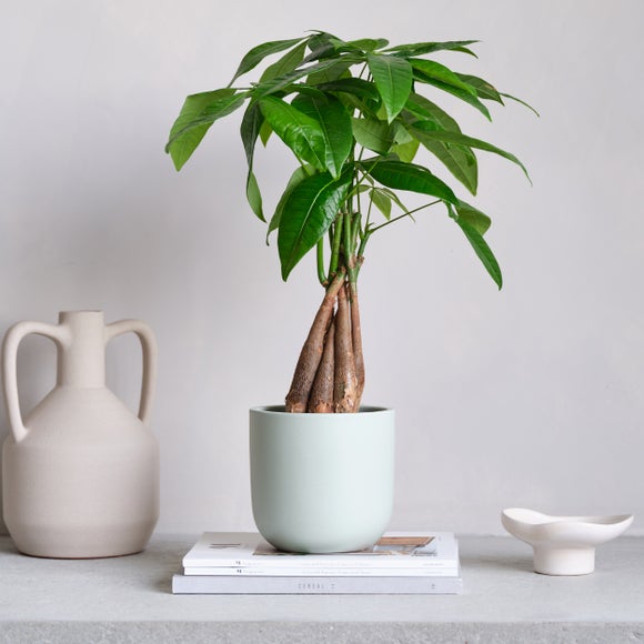 View Money Tree House Plant In Earthenware Pot View Money Tree House Plant In Earthenware Pot
