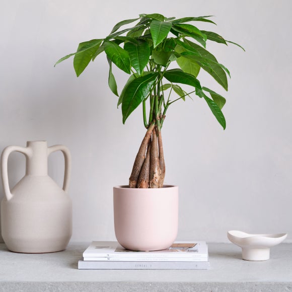 View Money Tree House Plant In Earthenware Pot View Money Tree House Plant In Earthenware Pot