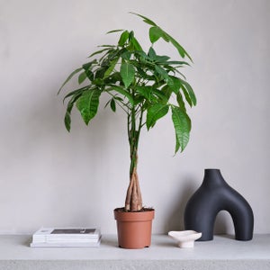 Money Tree House Plant