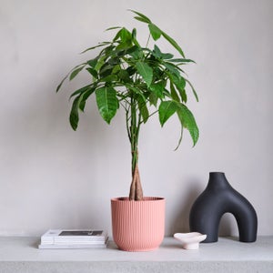 Money Tree House Plant In Elho Pot