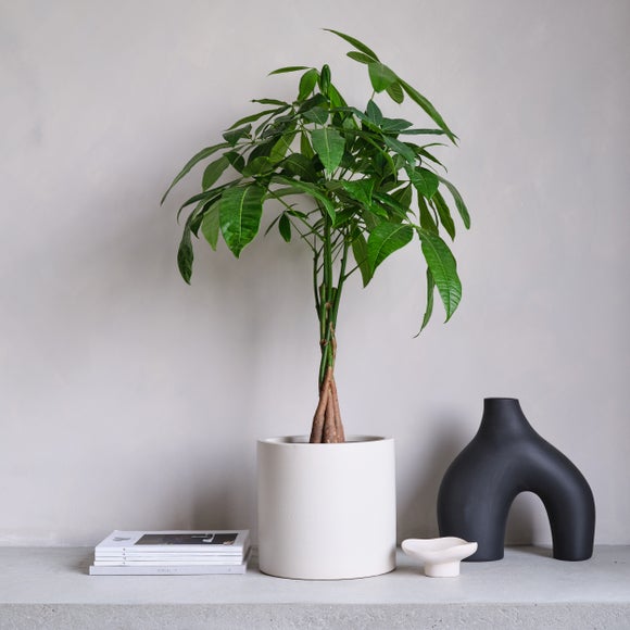 View Money Tree House Plant In Earthenware Pot View Money Tree House Plant In Earthenware Pot