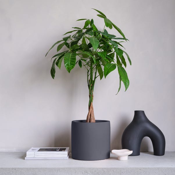 Money Tree House Plant in Earthenware Pot image 1 of 5