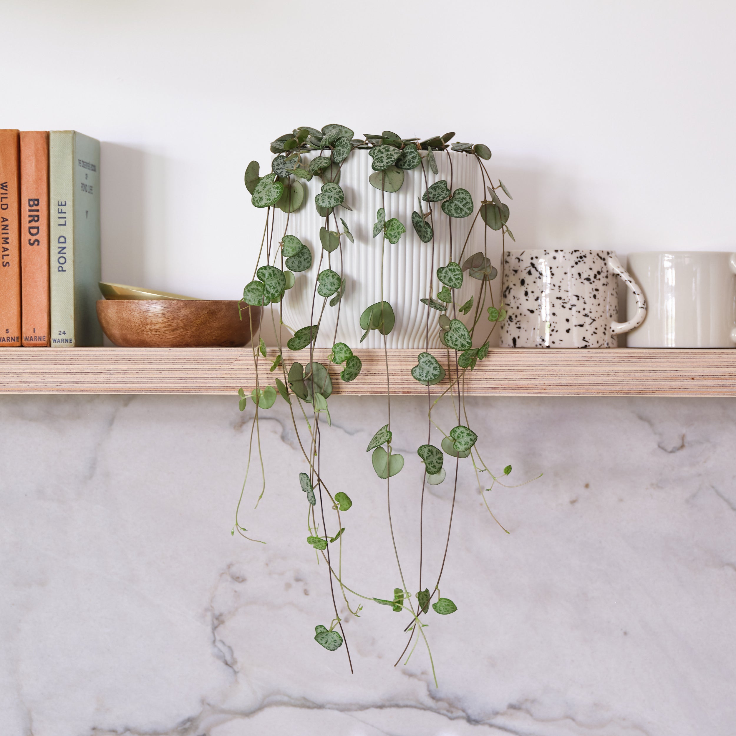 String Of Hearts House Plant In Elho Pot Plastic White