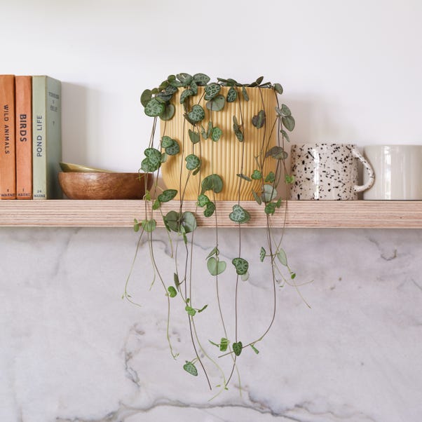 String Of Hearts House Plant in Elho Pot image 1 of 5