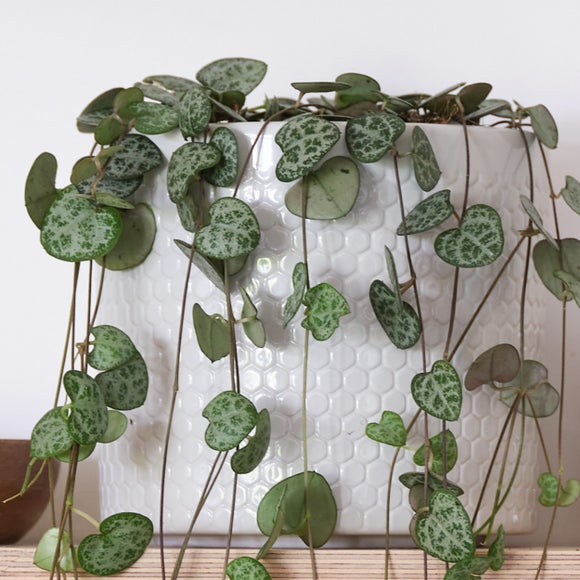 Carousel navigation image position 3 of 3