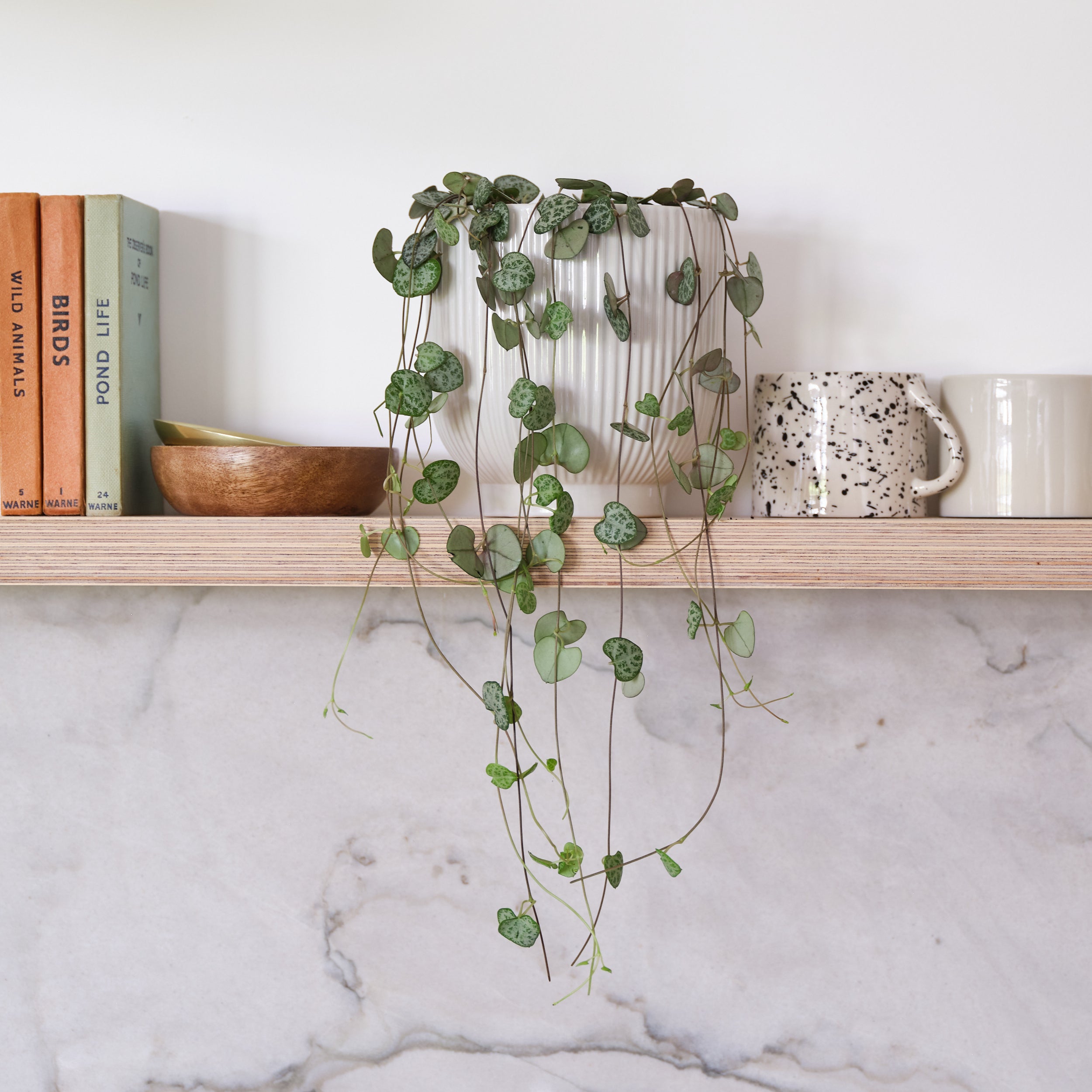 String Of Hearts House Plant In Ribbed Pot Ceramic White