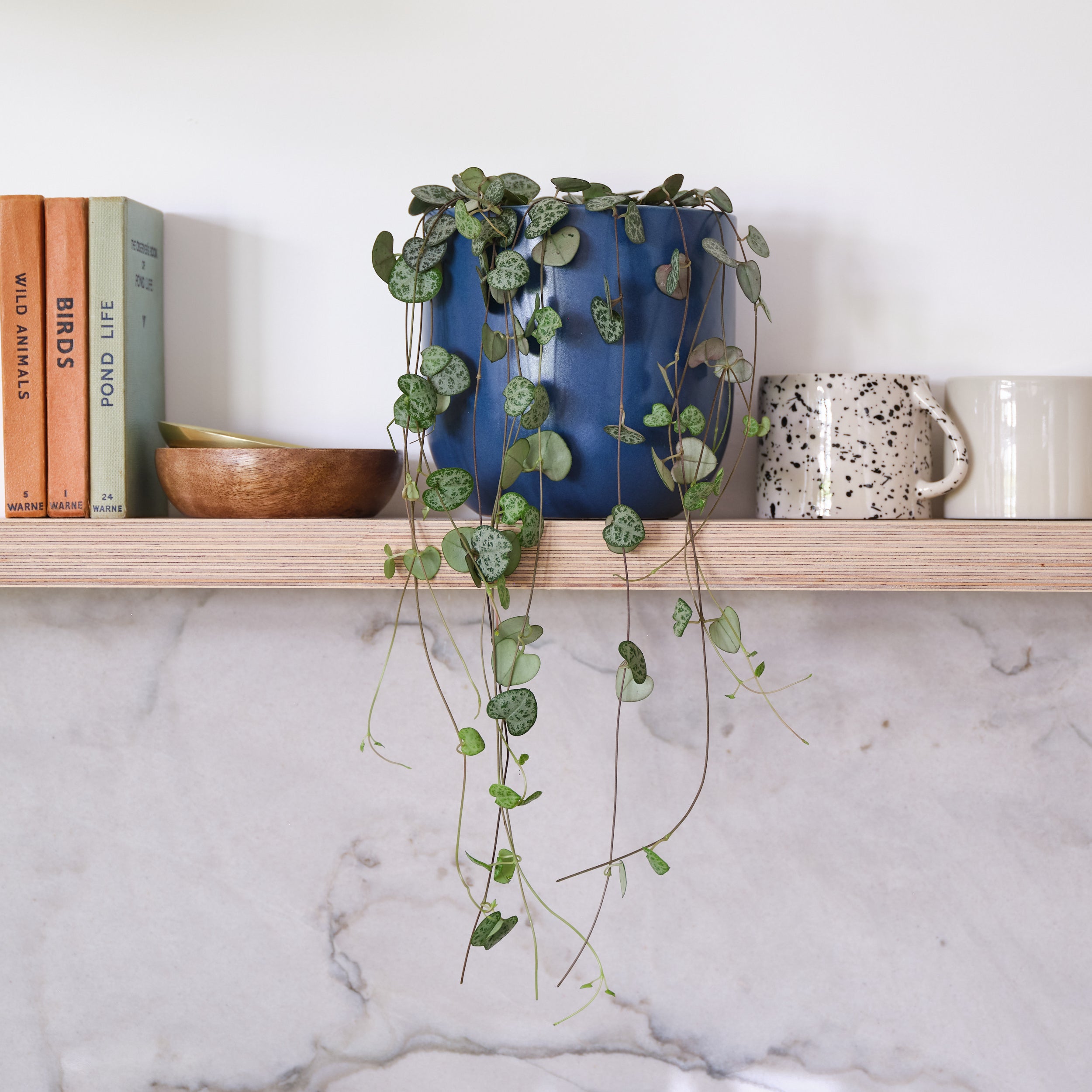 String Of Hearts House Plant In Earthenware Pot Earthenware Blue