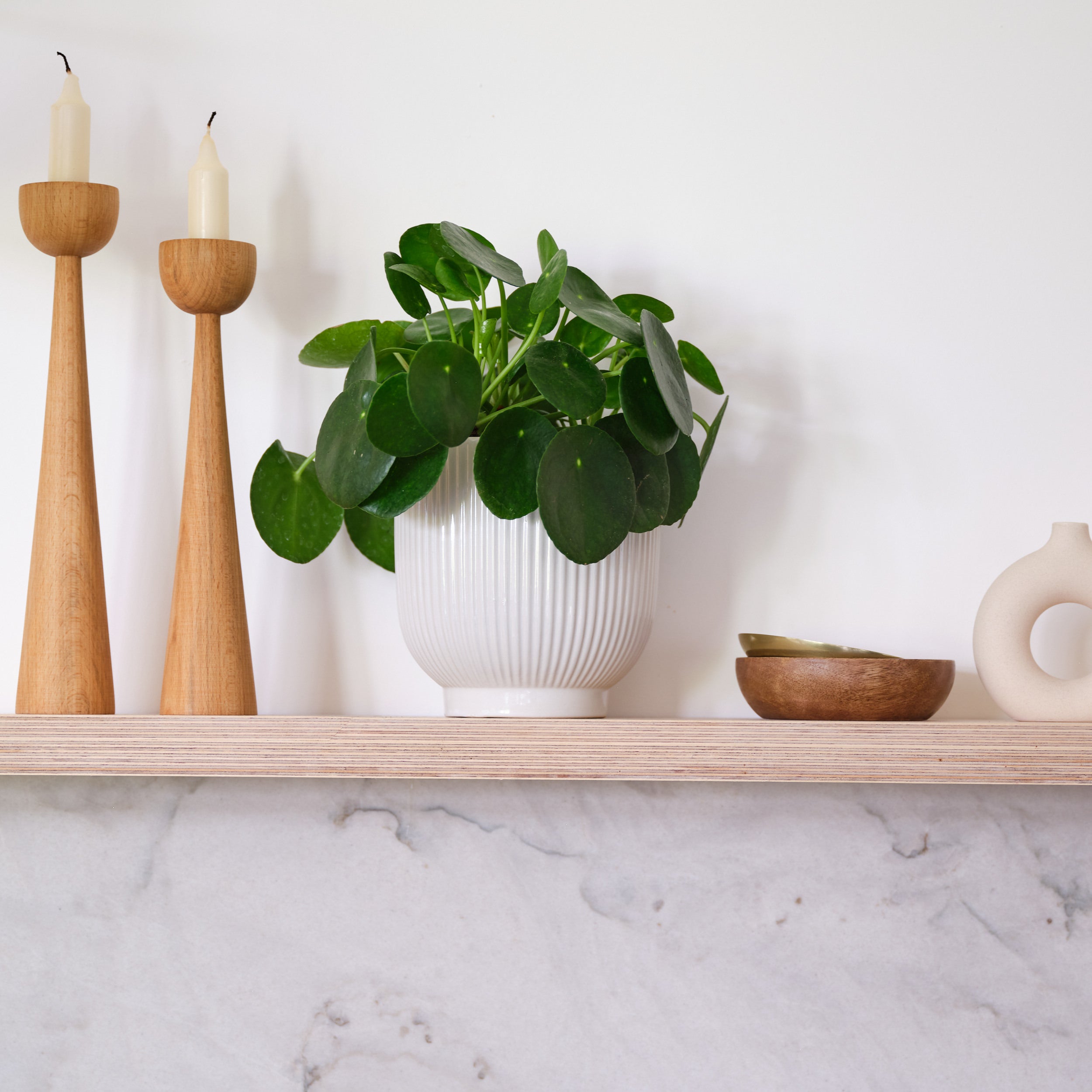 Chinese Money House Plant In Ribbed Pot Ceramic White