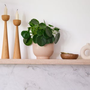 Chinese Money House Plant In Ribbed Pot