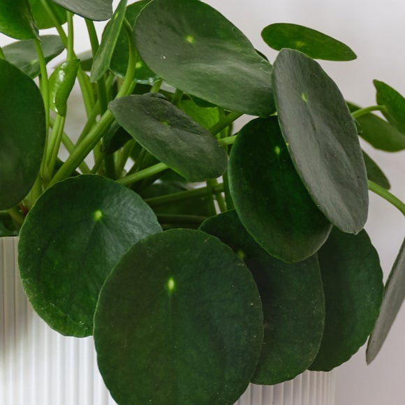 Carousel navigation image position 2 of 4