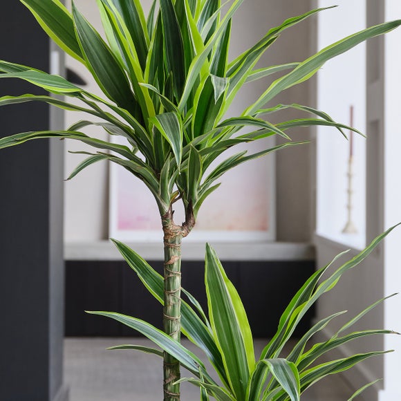 Dracaena Lemon & Lime House Plant in Elho Pot