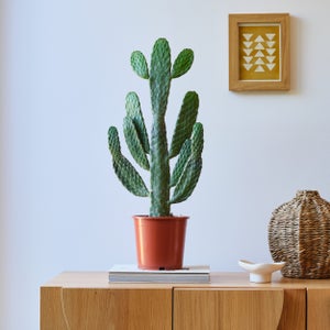 Cowboy Cactus House Plant