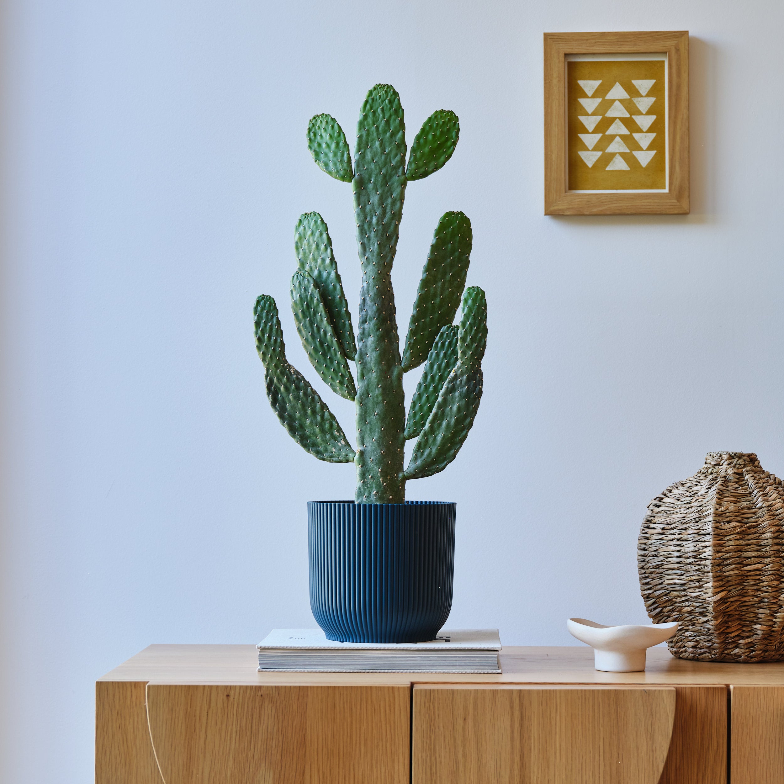 Cowboy Cactus House Plant In Elho Pot Plastic Navy