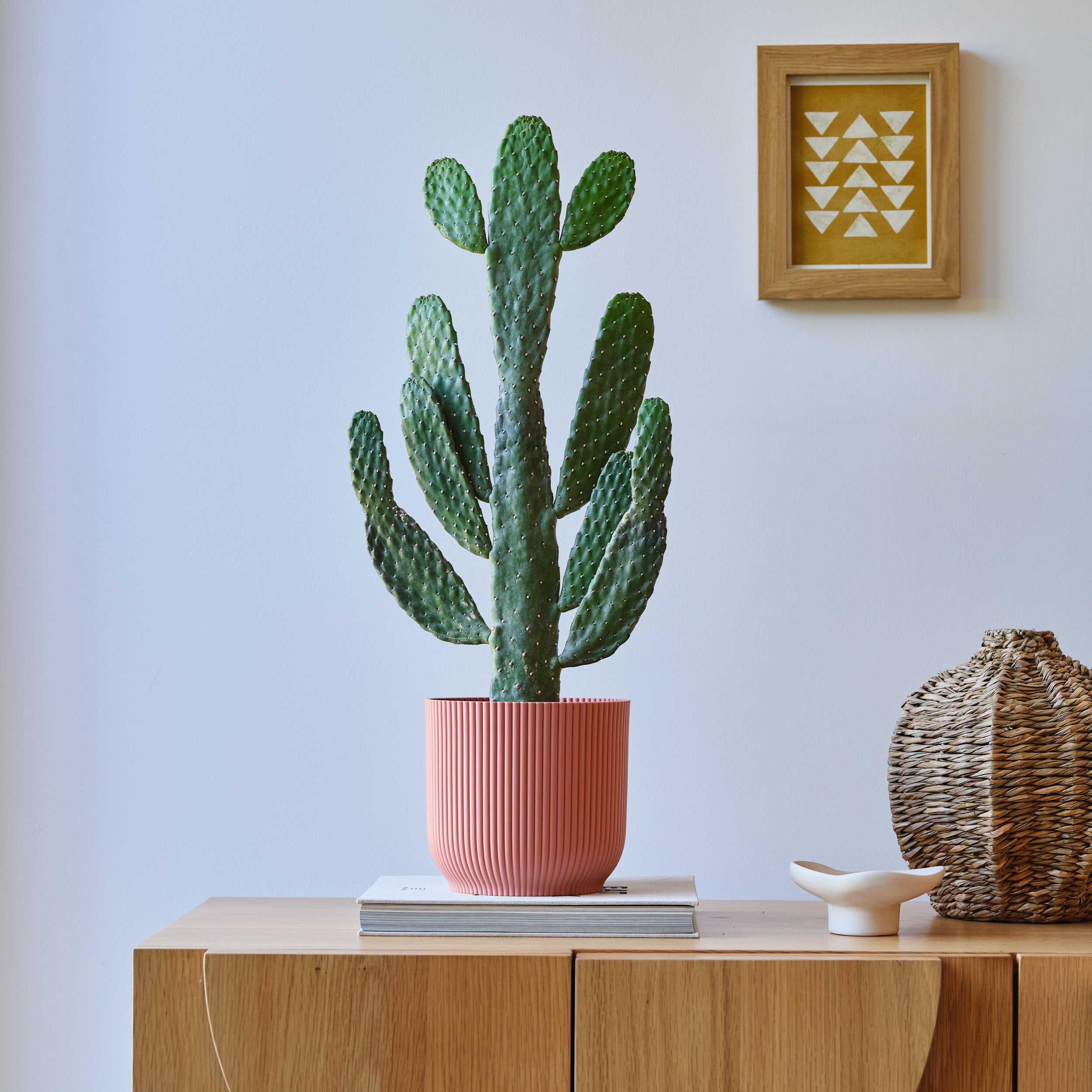 Cowboy Cactus House Plant In Elho Pot Plastic Pink