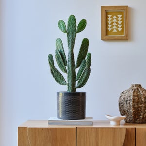 Cowboy Cactus House Plant In Capri Pot