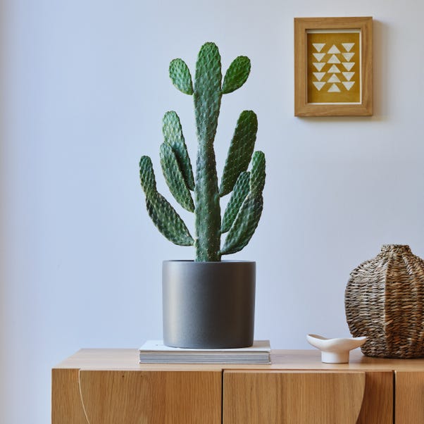 Cowboy Cactus House Plant in Earthenware Pot image 1 of 3