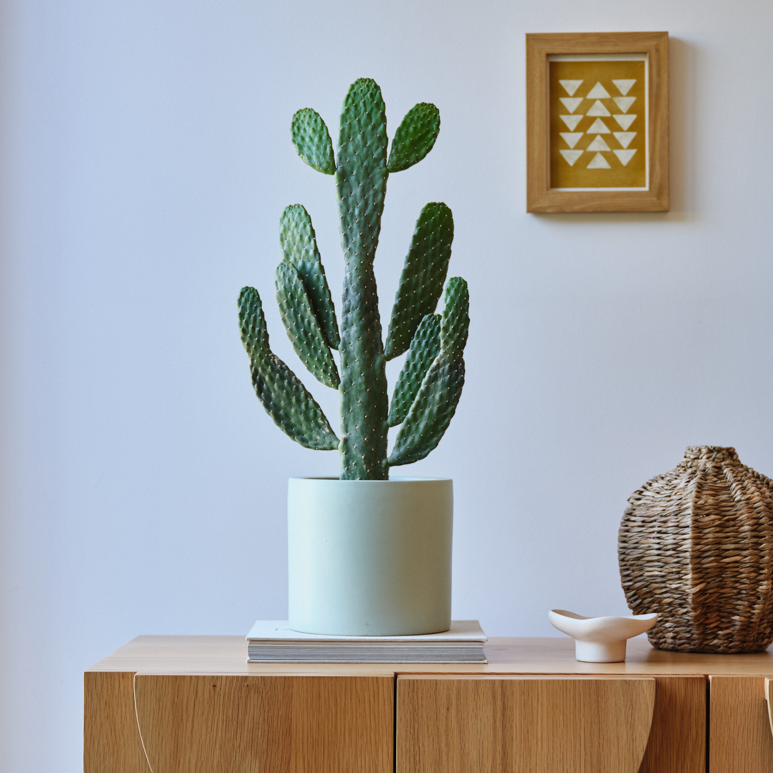 Cowboy Cactus House Plant In Earthenware Pot Earthenware Mint