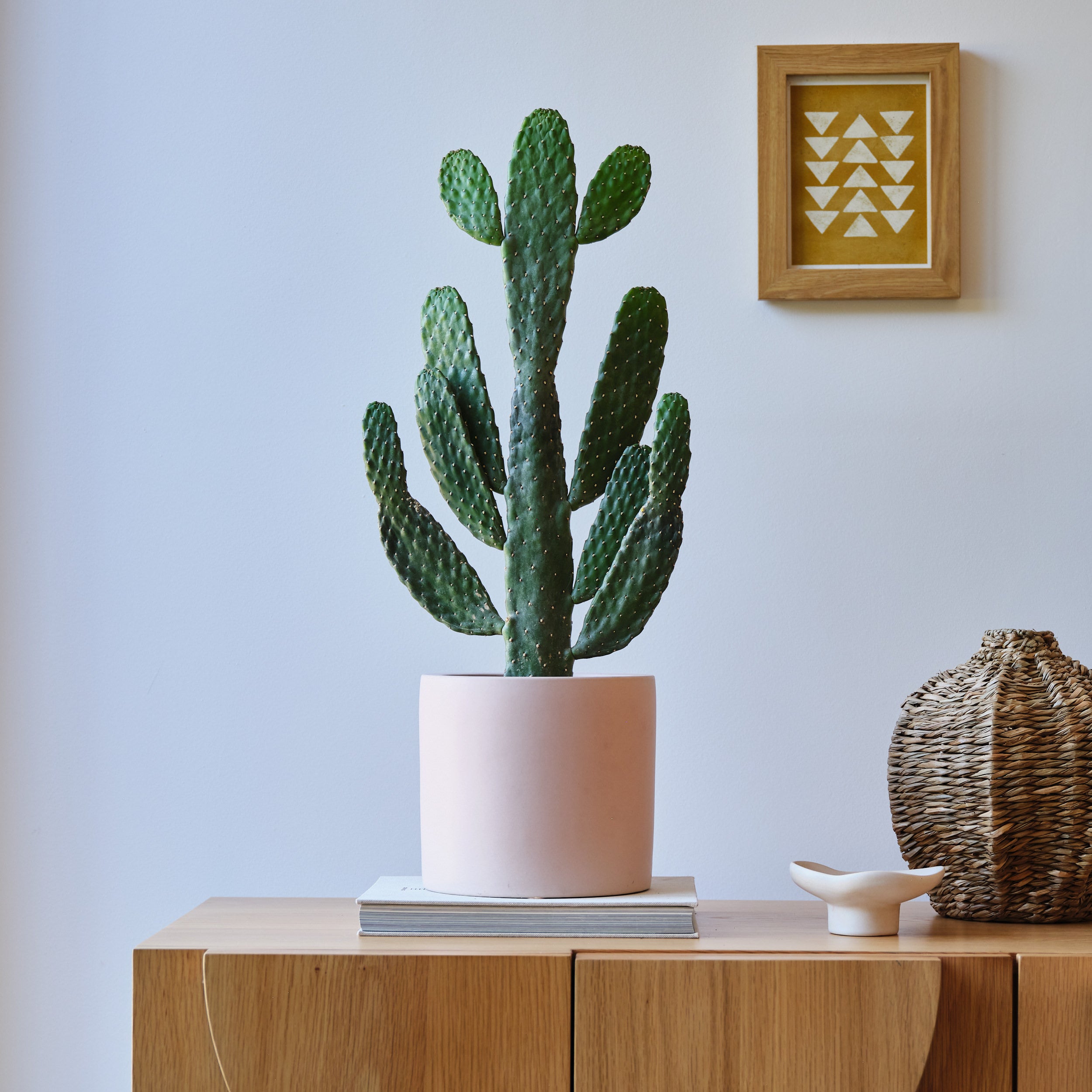 Cowboy Cactus House Plant In Earthenware Pot Earthenware Pink