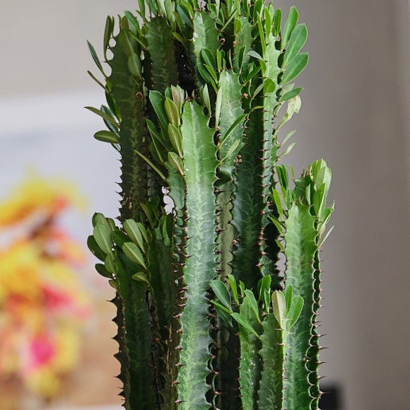 Euphorbia Trigona House Plant in Capri Pot