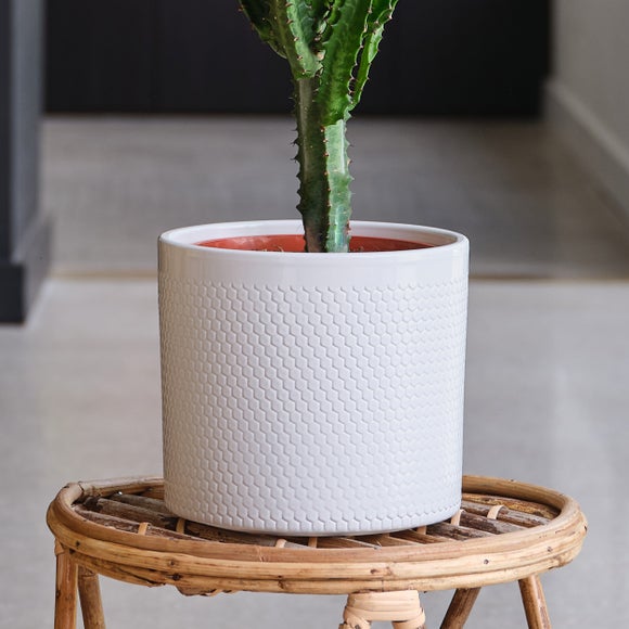 Euphorbia Trigona House Plant in Capri Pot