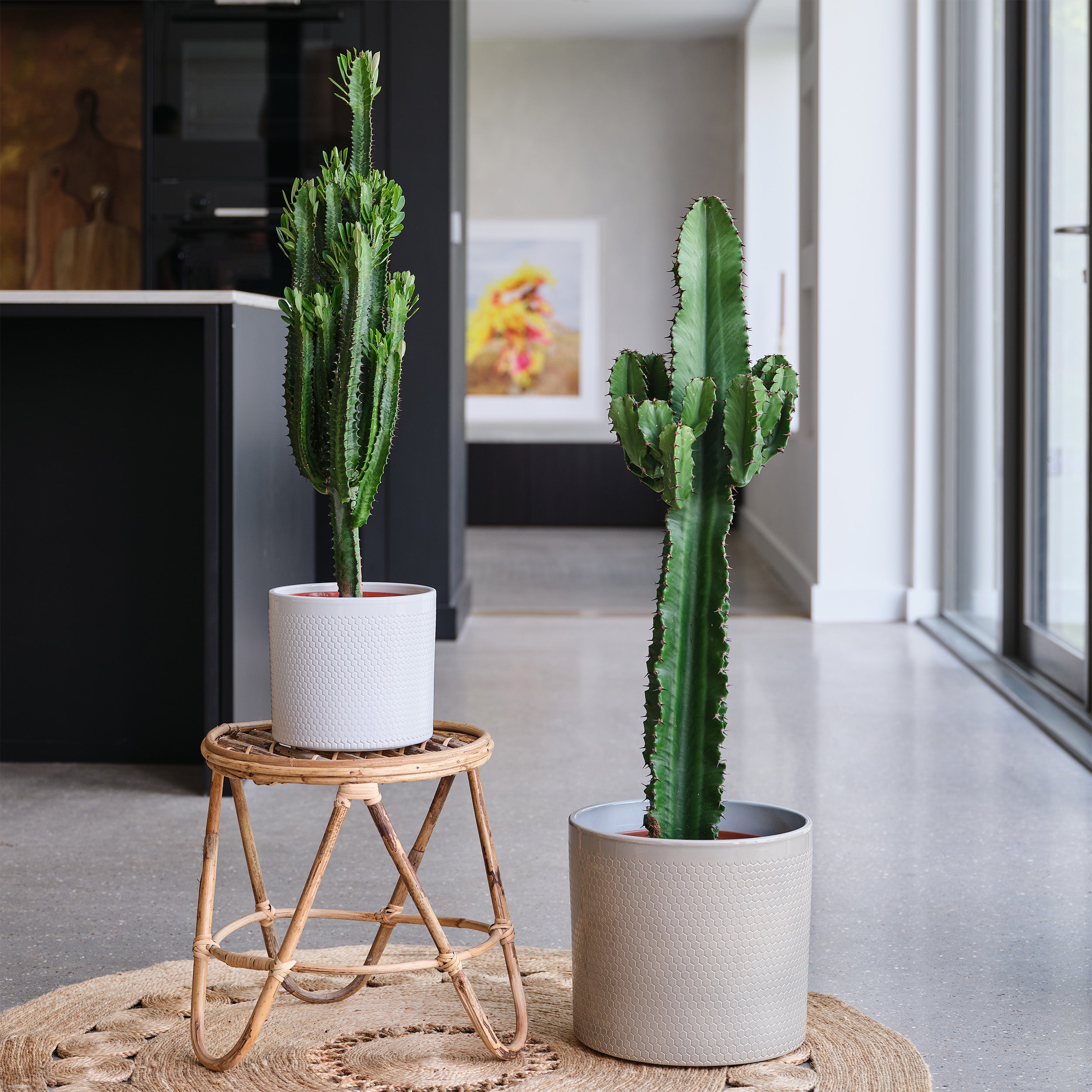 Euphorbia Trigona House Plant in Capri Pot | Dunelm